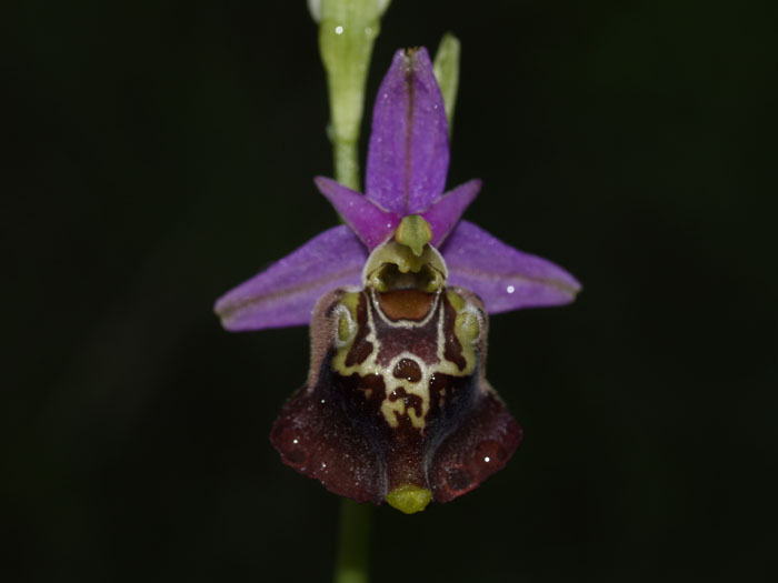 Ophrys celiensis?